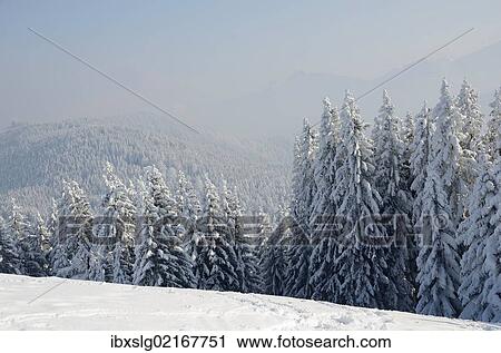 "Snow-covered winter landscape, inversion weather conditions at Schwarzenberg mountain, near Elbach, Leitzachtal, Bavaria, Germany, Europe" View Large Photo Image Stock Image - "Snow-covered winter landscape, inversion weather conditions at Schwarzenberg mountain, near Elbach, Leitzachtal, Bavaria, Germany, Europe". Fotosearch