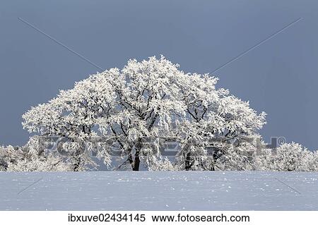 "Snow-covered winter landscape with trees, Oberalster Lowlands Nature Reserve, Wakendorf, Schleswig-Holstein, Germany, Europe" View Large Photo Image Stock Photography - "Snow-covered winter landscape with trees, Oberalster Lowlands Nature Reserve, Wakendorf, Schleswig-Holstein, Germany, Europe". Fotosearch