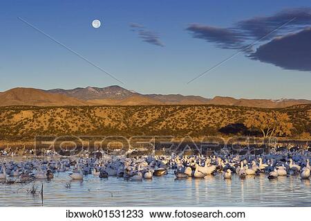 "Snow Geese (Anser caeruescens) and Sandhill Cranes (Grus canadensis) at their resting place, sunrise, Bosque del Apache Wildlife Refuge, New Mexico, North America, USA" View Large Photo Image Stock Image - "Snow Geese (Anser caeruescens) and Sandhill Cranes (Grus canadensis) at their resting place, sunrise, Bosque del Apache Wildlife Refuge, New Mexico, North America, USA". Fotosearch