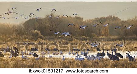 "Snow Geese (Anser caerulescens, Grus canadensis) and Sandhill Cranes (Grus canadensis) wintering in the Bosque del Apache Wildlife Refuge, New Mexico, North America, USA" View Large Photo Image Stock Photo - "Snow Geese (Anser caerulescens, Grus canadensis) and Sandhill Cranes (Grus canadensis) wintering in the Bosque del Apache Wildlife Refuge, New Mexico, North America, USA". Fotosearch