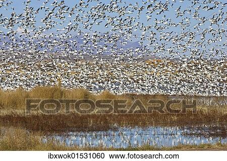 "Snow Geese (Anser caerulescens atlanticus, Chen caerulescens) overwintering, flying flock, Bosque del Apache Wildlife Refuge, New Mexico, USA" View Large Photo Image Stock Image - "Snow Geese (Anser caerulescens atlanticus, Chen caerulescens) overwintering, flying flock, Bosque del Apache Wildlife Refuge, New Mexico, USA". Fotosearch