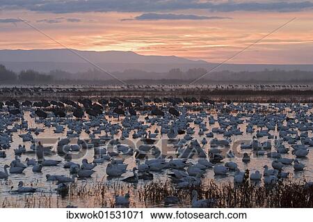 "Snow Geese (Anser caerulescens atlanticus, Chen caerulescens) at sunrise, Bosque del Apache Wildlife Refuge, New Mexico, USA" View Large Photo Image Stock Image - "Snow Geese (Anser caerulescens atlanticus, Chen caerulescens) at sunrise, Bosque del Apache Wildlife Refuge, New Mexico, USA". Fotosearch