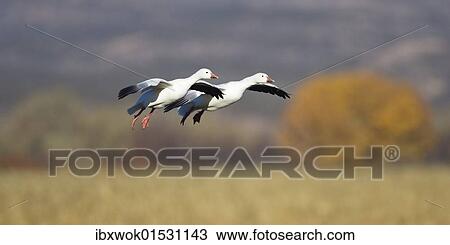"Snow Geese (Anser caerulescens atlanticus, Chen caerulescens) flying, Bosque del Apache Wildlife Refuge, New Mexico, North America, USA" View Large Photo Image Stock Image - "Snow Geese (Anser caerulescens atlanticus, Chen caerulescens) flying, Bosque del Apache Wildlife Refuge, New Mexico, North America, USA". Fotosearch
