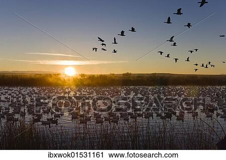"Snow Geese (Anser caerulescens atlanticus, Chen caerulescens) flying at sunrise, in the Bosque del Apache Wildlife Refuge, New Mexico, USA, North America" View Large Photo Image Stock Image - "Snow Geese (Anser caerulescens atlanticus, Chen caerulescens) flying at sunrise, in the Bosque del Apache Wildlife Refuge, New Mexico, USA, North America". Fotosearch