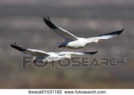 Stock Image - "Snow Geese (Anser caerulescens atlanticus, Chen caerulescens) flying, Bosque del Apache Wildlife Refuge, New Mexico, North America, USA". Fotosearch