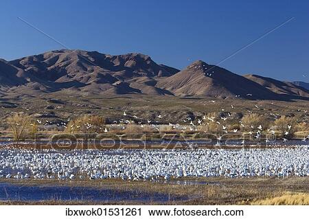 "Snow Geese (Anser caerulescens atlanticus, Chen caerulescens) wintering in the Bosque del Apache Wildlife Refuge, New Mexico, USA" View Large Photo Image Stock Image - "Snow Geese (Anser caerulescens atlanticus, Chen caerulescens) wintering in the Bosque del Apache Wildlife Refuge, New Mexico, USA". Fotosearch