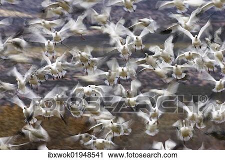 "Snow Geese (Anser caerulescens atlanticus, Chen caerulescens) in wintering grounds, flock flying up, Bosque del Apache, New Mexico, USA, America" View Large Photo Image Stock Image - "Snow Geese (Anser caerulescens atlanticus, Chen caerulescens) in wintering grounds, flock flying up, Bosque del Apache, New Mexico, USA, America". Fotosearch