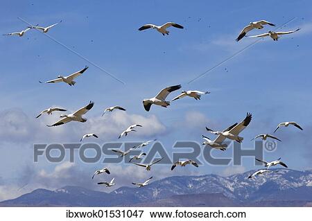 "Snow Geese (Anser caerulescens atlanticus, Chen caerulescens) overwintering, flying over mountains, Bosque del Apache Wildlife Refuge, New Mexico, USA" View Large Photo Image Stock Photo - "Snow Geese (Anser caerulescens atlanticus, Chen caerulescens) overwintering, flying over mountains, Bosque del Apache Wildlife Refuge, New Mexico, USA". Fotosearch