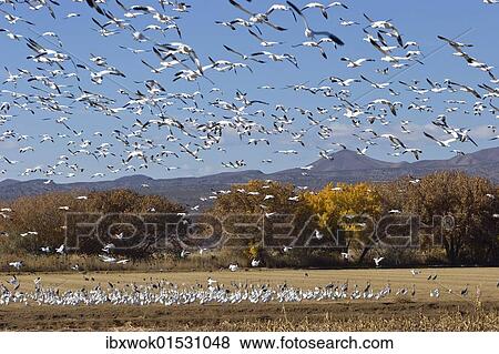 "Snow Geese (Anser caerulescens atlanticus, Chen caerulescens) overwintering, flying flock, Bosque del Apache Wildlife Refuge, New Mexico, USA" View Large Photo Image Stock Photo - "Snow Geese (Anser caerulescens atlanticus, Chen caerulescens) overwintering, flying flock, Bosque del Apache Wildlife Refuge, New Mexico, USA". Fotosearch