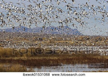"Snow Geese (Anser caerulescens atlanticus, Chen caerulescens) overwintering, flying flock, Bosque del Apache Wildlife Refuge, New Mexico, USA" View Large Photo Image Stock Photo - "Snow Geese (Anser caerulescens atlanticus, Chen caerulescens) overwintering, flying flock, Bosque del Apache Wildlife Refuge, New Mexico, USA". Fotosearch