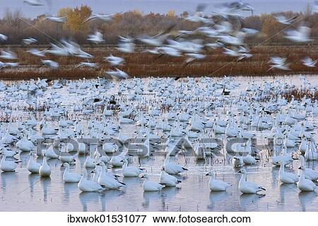 "Snow Geese (Anser caerulescens atlanticus, Chen caerulescens) before sunrise, dawn, Bosque del Apache Wildlife Refuge, New Mexico, North America, USA" View Large Photo Image Stock Photo - "Snow Geese (Anser caerulescens atlanticus, Chen caerulescens) before sunrise, dawn, Bosque del Apache Wildlife Refuge, New Mexico, North America, USA". Fotosearch