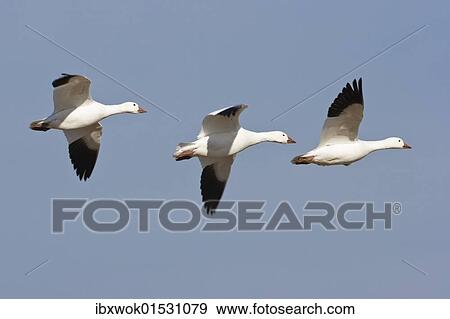 "Snow Geese (Anser caerulescens atlanticus, Chen caerulescens) flying, Bosque del Apache Wildlife Refuge, New Mexico, North America, USA" View Large Photo Image Stock Photo - "Snow Geese (Anser caerulescens atlanticus, Chen caerulescens) flying, Bosque del Apache Wildlife Refuge, New Mexico, North America, USA". Fotosearch