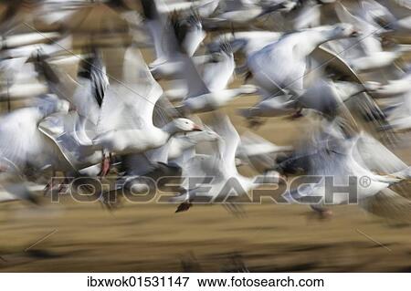"Snow Geese (Anser caerulescens atlanticus, Chen caerulescens) flying, abstract, Bosque del Apache Wildlife Refuge, New Mexico, North America, USA" View Large Photo Image Stock Photo - "Snow Geese (Anser caerulescens atlanticus, Chen caerulescens) flying, abstract, Bosque del Apache Wildlife Refuge, New Mexico, North America, USA". Fotosearch