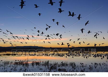 "Snow Geese (Anser caerulescens atlanticus, Chen caerulescens) flying at sunrise, dawn, in the Bosque del Apache Wildlife Refuge, New Mexico, USA, North America" View Large Photo Image Stock Photo - "Snow Geese (Anser caerulescens atlanticus, Chen caerulescens) flying at sunrise, dawn, in the Bosque del Apache Wildlife Refuge, New Mexico, USA, North America". Fotosearch