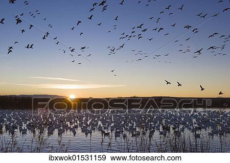 "Snow Geese (Anser caerulescens atlanticus, Chen caerulescens) flying at sunrise, in the Bosque del Apache Wildlife Refuge, New Mexico, USA, North America" View Large Photo Image Stock Photo - "Snow Geese (Anser caerulescens atlanticus, Chen caerulescens) flying at sunrise, in the Bosque del Apache Wildlife Refuge, New Mexico, USA, North America". Fotosearch