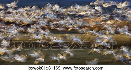 "Snow Geese (Anser caerulescens atlanticus, Chen caerulescens) flying, abstract, in the Bosque del Apache Wildlife Refuge, New Mexico, USA, North America" View Large Photo Image Stock Photo - "Snow Geese (Anser caerulescens atlanticus, Chen caerulescens) flying, abstract, in the Bosque del Apache Wildlife Refuge, New Mexico, USA, North America". Fotosearch
