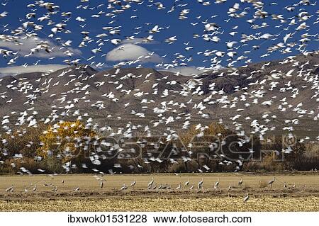 "Snow Geese (Anser caerulescens atlanticus, Chen caerulescens), swarm flying, wintering in the Bosque del Apache Wildlife Refuge, New Mexico, North America, USA" View Large Photo Image Stock Photo - "Snow Geese (Anser caerulescens atlanticus, Chen caerulescens), swarm flying, wintering in the Bosque del Apache Wildlife Refuge, New Mexico, North America, USA". Fotosearch