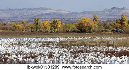 "Snow Geese (Anser caerulescens atlanticus, Chen caerulescens) overwintering, on the water, Bosque del Apache Wildlife Refuge, New Mexico, USA" View Large Photo Image Stock Photo - "Snow Geese (Anser caerulescens atlanticus, Chen caerulescens) overwintering, on the water, Bosque del Apache Wildlife Refuge, New Mexico, USA". Fotosearch