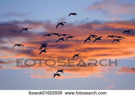 "Snow Geese (Anser caerulescens atlanticus, Chen caerulescens) in flight at sunset, Bosque del Apache Wildlife Refuge, New Mexico, USA" View Large Photo Image Stock Photo - "Snow Geese (Anser caerulescens atlanticus, Chen caerulescens) in flight at sunset, Bosque del Apache Wildlife Refuge, New Mexico, USA". Fotosearch