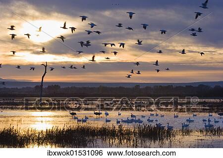 "Snow Geese (Anser caerulescens atlanticus, Chen caerulescens) at sunrise, Bosque del Apache Wildlife Refuge, New Mexico, North America, USA" View Large Photo Image Stock Photograph - "Snow Geese (Anser caerulescens atlanticus, Chen caerulescens) at sunrise, Bosque del Apache Wildlife Refuge, New Mexico, North America, USA". Fotosearch