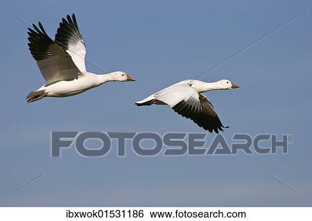 "Snow Geese (Anser caerulescens atlanticus, Chen caerulescens) flying, Bosque del Apache Wildlife Refuge, New Mexico, North America, USA" View Large Photo Image Stock Photograph - "Snow Geese (Anser caerulescens atlanticus, Chen caerulescens) flying, Bosque del Apache Wildlife Refuge, New Mexico, North America, USA". Fotosearch