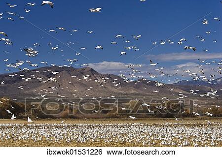 "Snow Geese (Anser caerulescens atlanticus, Chen caerulescens) wintering in the Bosque del Apache Wildlife Refuge, New Mexico, North America, USA" View Large Photo Image Stock Photograph - "Snow Geese (Anser caerulescens atlanticus, Chen caerulescens) wintering in the Bosque del Apache Wildlife Refuge, New Mexico, North America, USA". Fotosearch