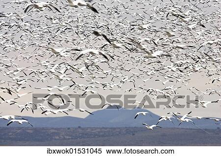 "Snow Geese (Anser caerulescens atlanticus, Chen caerulescens) overwintering, flying flock, Bosque del Apache Wildlife Refuge, New Mexico, USA" View Large Photo Image Stock Photography - "Snow Geese (Anser caerulescens atlanticus, Chen caerulescens) overwintering, flying flock, Bosque del Apache Wildlife Refuge, New Mexico, USA". Fotosearch