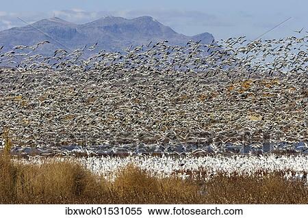 "Snow Geese (Anser caerulescens atlanticus, Chen caerulescens) overwintering, large flock, Bosque del Apache Wildlife Refuge, New Mexico, USA" View Large Photo Image Stock Photography - "Snow Geese (Anser caerulescens atlanticus, Chen caerulescens) overwintering, large flock, Bosque del Apache Wildlife Refuge, New Mexico, USA". Fotosearch