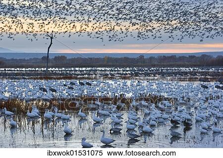 "Snow Geese (Anser caerulescens atlanticus, Chen caerulescens) at their resting-place at dusk, wintering quarters, Bosque del Apache Wildlife Refuge, New Mexico, North America, USA" View Large Photo Image Stock Photography - "Snow Geese (Anser caerulescens atlanticus, Chen caerulescens) at their resting-place at dusk, wintering quarters, Bosque del Apache Wildlife Refuge, New Mexico, North America, USA". Fotosearch