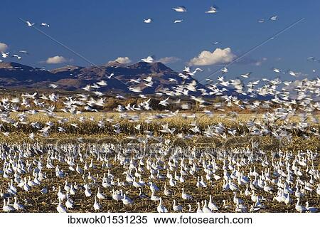 "Snow Geese (Anser caerulescens atlanticus, Chen caerulescens) wintering in the Bosque del Apache Wildlife Refuge, New Mexico, USA" View Large Photo Image Stock Photography - "Snow Geese (Anser caerulescens atlanticus, Chen caerulescens) wintering in the Bosque del Apache Wildlife Refuge, New Mexico, USA". Fotosearch