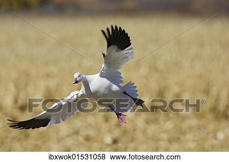 "Snow Goose, (Anser caerulescens atlanticus, Chen caerulescens) in flight, landing, Bosque del Apache Wildlife Refuge, New Mexico, USA" View Large Photo Image Stock Photo - "Snow Goose, (Anser caerulescens atlanticus, Chen caerulescens) in flight, landing, Bosque del Apache Wildlife Refuge, New Mexico, USA". Fotosearch