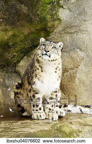 Stock Image - "Snow Leopard (Panthera uncia), adult sitting on rock, captive, Switzerland, Europe". Fotosearch