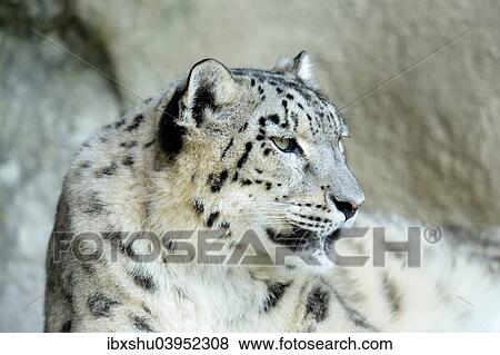 "Snow Leopard (Panthera uncia), adult, female, captive" View Large Photo Image Stock Photo - "Snow Leopard (Panthera uncia), adult, female, captive". Fotosearch