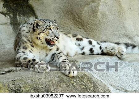 "Snow Leopard (Panthera uncia), female, captive" View Large Photo Image Stock Photo - "Snow Leopard (Panthera uncia), female, captive". Fotosearch