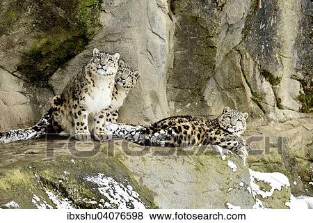 "Snow Leopard (Panthera uncia), female with two cubs, captive, Switzerland, Europe" View Large Photo Image Stock Photo - "Snow Leopard (Panthera uncia), female with two cubs, captive, Switzerland, Europe". Fotosearch