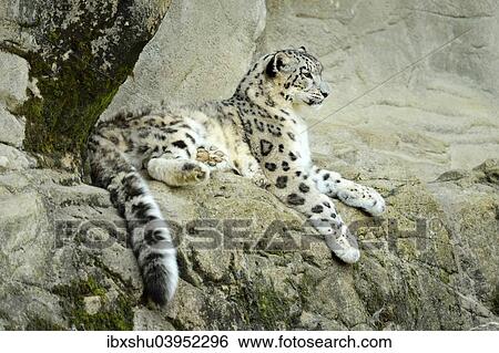Stock Photograph - "Snow Leopard (Panthera uncia), female, captive". Fotosearch