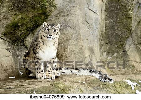 "Snow Leopard (Panthera uncia), sitting on a rock, captive, Switzerland, Europe" View Large Photo Image Stock Photo - "Snow Leopard (Panthera uncia), sitting on a rock, captive, Switzerland, Europe". Fotosearch