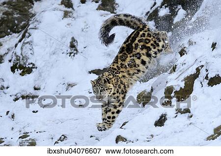 "Snow Leopard (Panthera uncia), juvenile, jumping from snowy rock, captive, Switzerland, Europe" View Large Photo Image Stock Photo - "Snow Leopard (Panthera uncia), juvenile, jumping from snowy rock, captive, Switzerland, Europe". Fotosearch