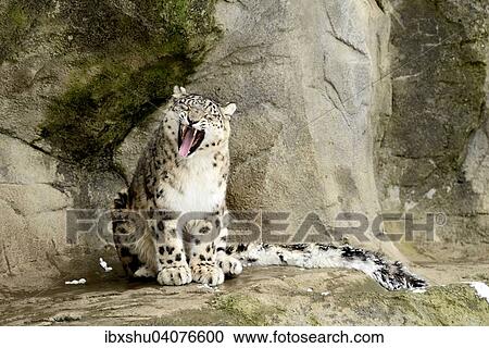 Stock Image - "Snow Leopard (Panthera uncia) yawning, captive, Switzerland, Europe". Fotosearch