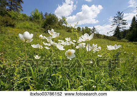 "Snowdrop Anemones (Anemone sylvestris), flowers, Thuringia, Germany, Europe" View Large Photo Image Stock Image - "Snowdrop Anemones (Anemone sylvestris), flowers, Thuringia, Germany, Europe". Fotosearch