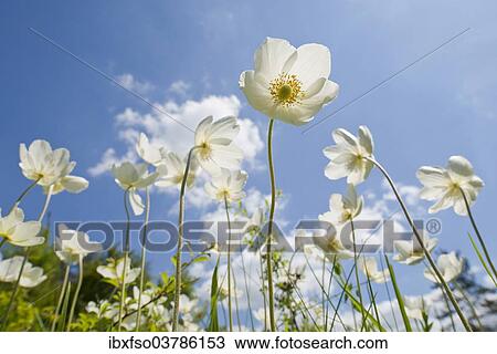"Snowdrop Anemones (Anemone sylvestris) flowers against a blue sky, Thuringia, Germany, Europe" View Large Photo Image Stock Image - "Snowdrop Anemones (Anemone sylvestris) flowers against a blue sky, Thuringia, Germany, Europe". Fotosearch