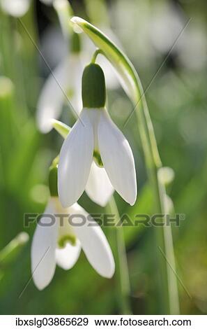 "Snowdrop (Galanthus nivalis), flowers" View Large Photo Image Stock Photo - "Snowdrop (Galanthus nivalis), flowers". Fotosearch