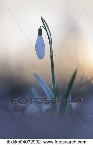"Snowdrop (Galanthus nivalis) in the evening light, Saxony, Germany, Europe" View Large Photo Image Stock Image - "Snowdrop (Galanthus nivalis) in the evening light, Saxony, Germany, Europe". Fotosearch