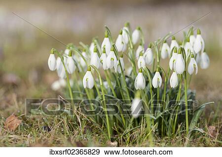 Stock Photo - "Snowdrops (Galanthus nivalis hybrid), Hesse, Germany, Europe". Fotosearch