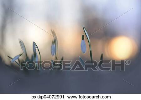 "Snowdrops (Galanthus nivalis) in the evening light, Saxony, Germany, Europe" View Large Photo Image Stock Image - "Snowdrops (Galanthus nivalis) in the evening light, Saxony, Germany, Europe". Fotosearch
