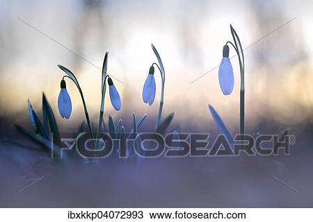 "Snowdrops (Galanthus nivalis) in the evening light, Saxony, Germany, Europe" View Large Photo Image Stock Image - "Snowdrops (Galanthus nivalis) in the evening light, Saxony, Germany, Europe". Fotosearch