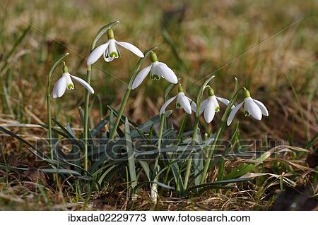 Stock Image - "Snowdrops (Galanthus nivalis), Germany, Europe". Fotosearch