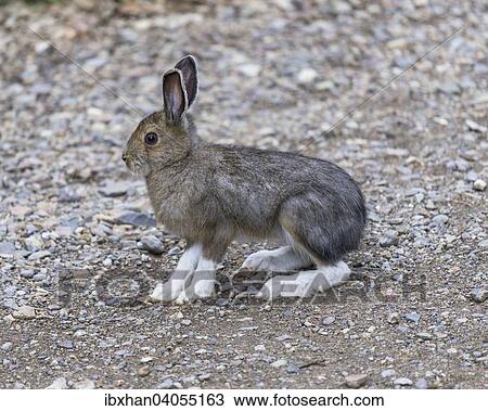 "Snowshoe Hare (Lepus americanus), Colorado, United States, North America" View Large Photo Image Stock Image - "Snowshoe Hare (Lepus americanus), Colorado, United States, North America". Fotosearch