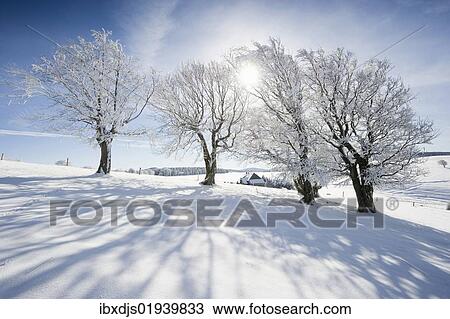 "Snowy beeches on Mt. Schauinsland near Freiburg im Breisgau, Baden-Wuerttemberg, Germany, Europe" View Large Photo Image Stock Image - "Snowy beeches on Mt. Schauinsland near Freiburg im Breisgau, Baden-Wuerttemberg, Germany, Europe". Fotosearch