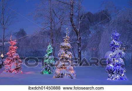 "Snowy Christmas trees, winter, Canada, North America" View Large Photo Image Stock Photo - "Snowy Christmas trees, winter, Canada, North America". Fotosearch